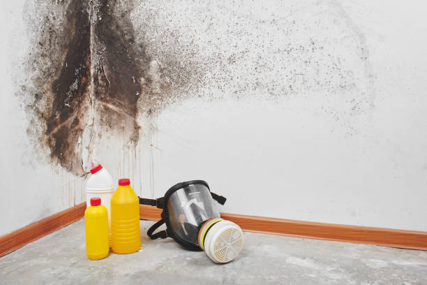 Best Residential Mold Removal  in Hilliard, FL