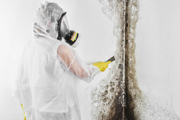 Best Mold Remediation  in Hilliard, FL