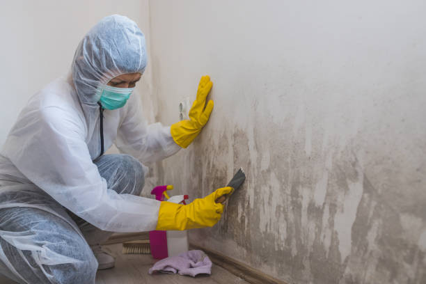 Certified Mold Removal in Hilliard, FL