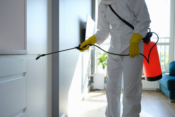 Best Local Mold Removal Service  in Hilliard, FL