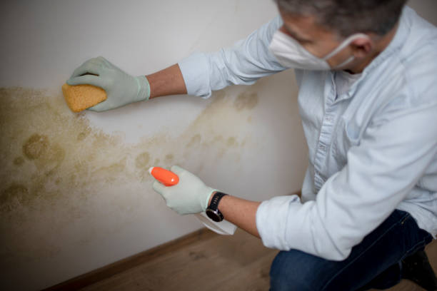 Mold Removal Process in Hilliard, FL