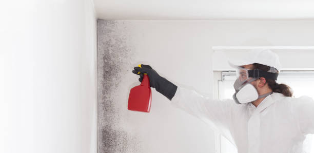 Best Professional Mold Removal  in Hilliard, FL
