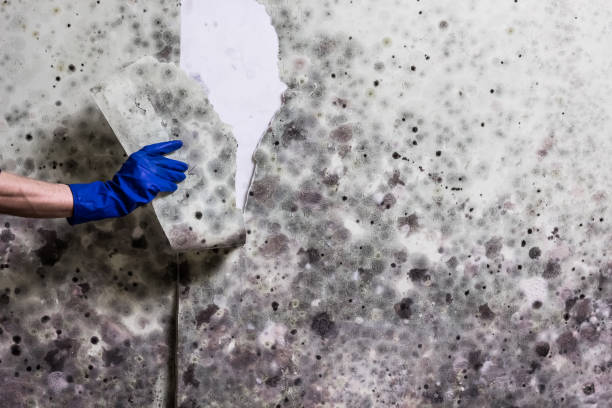 Best Home Mold Removal  in Hilliard, FL