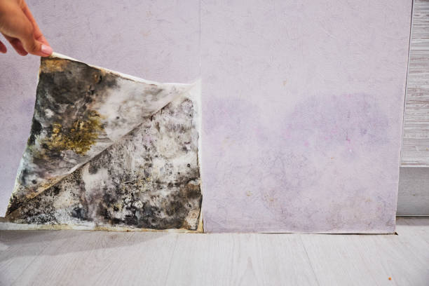 Best Mold Removal Company Near Me  in Hilliard, FL